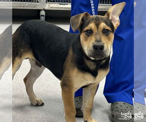 Labrador Retriever-Unknown Mix Dogs for adoption in Washington, DC, USA