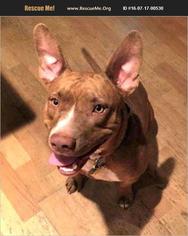 American Staffordshire Terrier-Ibizan Hound Mix Dogs for adoption in Phoenix, AZ, USA