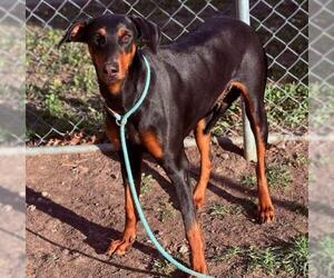 Doberman Pinscher Dogs for adoption in Tulsa, OK, USA
