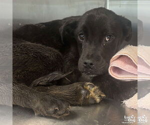 Boxador Dogs for adoption in Washington, DC, USA