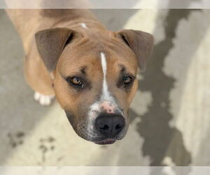 Mutt Dogs for adoption in Tulsa, OK, USA