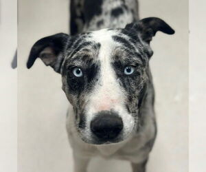 Catahoula Leopard Dog-Unknown Mix Dogs for adoption in Canton, CT, USA
