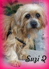 Medium Photo #1 Schweenie Puppy For Sale in Anaheim Hills, CA, USA