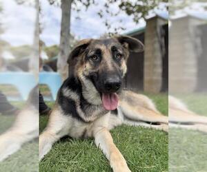 German Shepherd Dog Dogs for adoption in Riverside, CA, USA