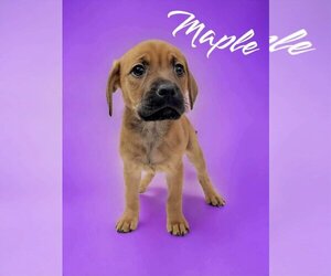 Black Mouth Cur-Unknown Mix Dogs for adoption in Orlando, FL, USA