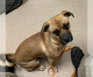 Puggle Dogs for adoption in Plano, TX, USA