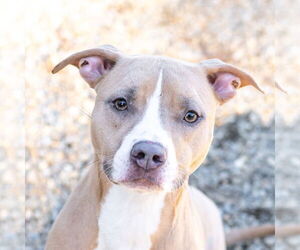 Mutt Dogs for adoption in Hilton Head, SC, USA