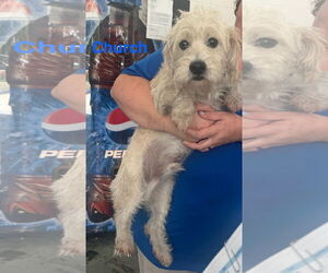 Unknown-Wheaten Terrier Mix Dogs for adoption in Jackson Township, NJ, USA