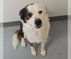 Australian Shepherd-Unknown Mix Dogs for adoption in Minneapolis, MN, USA
