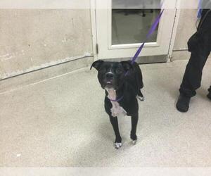 Mutt Dogs for adoption in Riverside, CA, USA