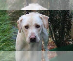 Labrador Retriever Dogs for adoption in Charlotte, NC, USA