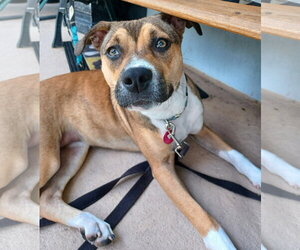 Labrador Retriever-Unknown Mix Dogs for adoption in Royal Palm Beach, FL, USA