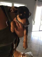 Chiweenie Dogs for adoption in Peoria, AZ, USA