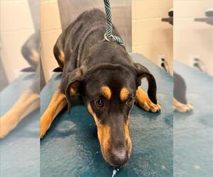 Black and Tan Coonhound-Unknown Mix Dogs for adoption in Mobile, AL, USA