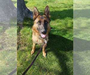 German Shepherd Dog Dogs for adoption in Livermore, CA, USA