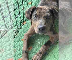 Catahoula Leopard Dog-Labrador Retriever Mix Dogs for adoption in GILBERTS, IL, USA