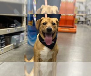 Mutt Dogs for adoption in Utica, NY, USA