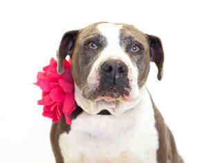 Bulldog-Unknown Mix Dogs for adoption in St. Cloud, FL, USA