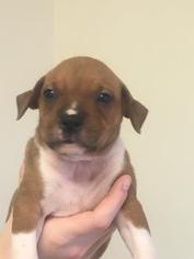 Bullboxer Pit Dogs for adoption in Alpharetta, GA, USA