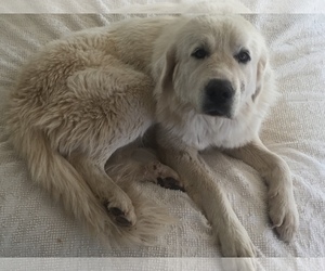 Great Pyrenees Dogs for adoption in Del Rio, TX, USA