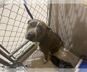 American Pit Bull Terrier-Unknown Mix Dogs for adoption in Georgetown, TX, USA