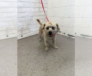 Maltese-Unknown Mix Dogs for adoption in San Bernardino, CA, USA