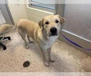 Great Pyrenees-Unknown Mix Dogs for adoption in Pueblo, CO, USA