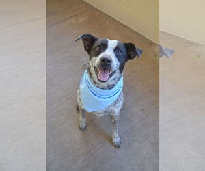 Mutt Dogs for adoption in McKinney, TX, USA