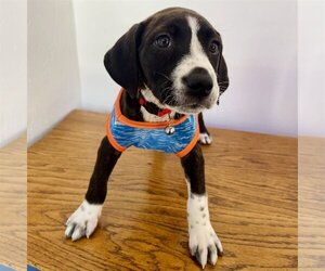 Coonhound-Labrador Retriever Mix Dogs for adoption in Ponchatoula , LA, USA