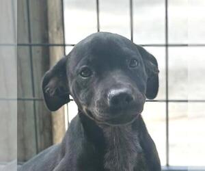 Boxer-Unknown Mix Dogs for adoption in Yardley, PA, USA