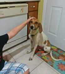 Treeing Walker Coonhound Dogs for adoption in Fairhope, AL, USA