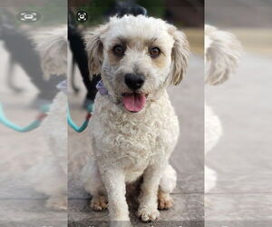 Mutt Dogs for adoption in Plymouth, MN, USA