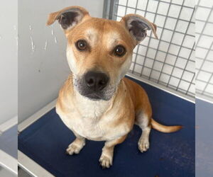 Labrador Retriever-Pembroke Welsh Corgi Mix Dogs for adoption in Chico, CA, USA