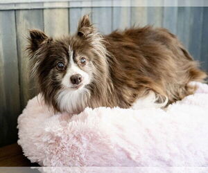 Pomeranian Dogs for adoption in St. Louis Park, MN, USA