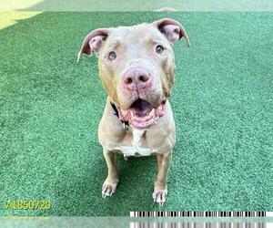 American Pit Bull Terrier Dogs for adoption in West Palm Beach, FL, USA