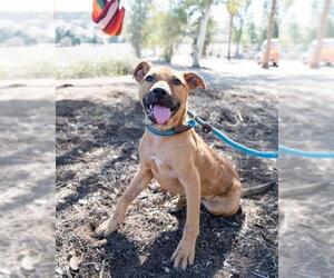 Labrador Retriever-Rhodesian Ridgeback Mix Dogs for adoption in El Cajon, CA, USA