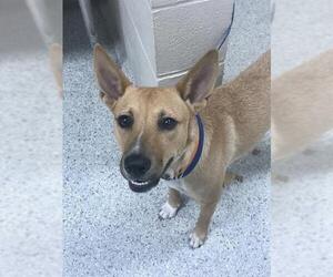 German Shepherd Dog-Unknown Mix Dogs for adoption in Conroe, TX, USA