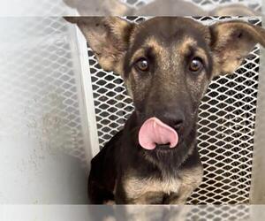 German Shepherd Dog Dogs for adoption in Bakersfield, CA, USA