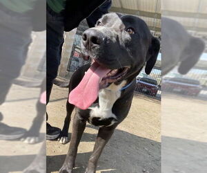 Labrador Retriever Dogs for adoption in Riverside, CA, USA