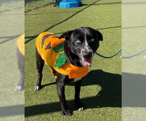 Labrador Retriever-Unknown Mix Dogs for adoption in Pasadena, TX, USA