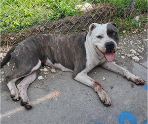 American Staffordshire Terrier Dogs for adoption in San Antonio, TX, USA