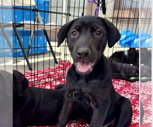 Labrador Retriever-Unknown Mix Dogs for adoption in San Juan Capistrano, CA, USA