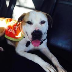 Dorgi Dogs for adoption in Nashville, TN, USA