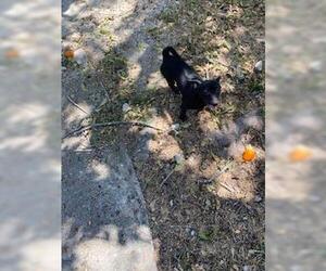 Chihuahua-Unknown Mix Dogs for adoption in San Antonio, TX, USA