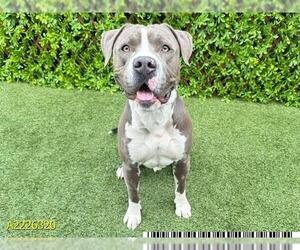 American Pit Bull Terrier Dogs for adoption in West Palm Beach, FL, USA