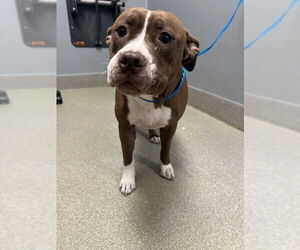 American Pit Bull Terrier-Unknown Mix Dogs for adoption in Las Vegas, NV, USA