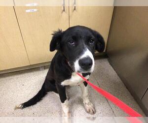Border Collie-Unknown Mix Dogs for adoption in Riverside, CA, USA