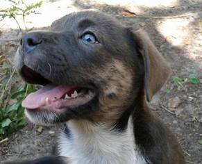 Small Black Mouth Cur-Boxer Mix