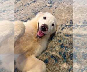 Great Pyrenees Dogs for adoption in Dallas, TX, USA