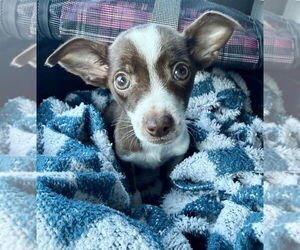 Border-Aussie Dogs for adoption in OKLAHOMA CITY, OK, USA